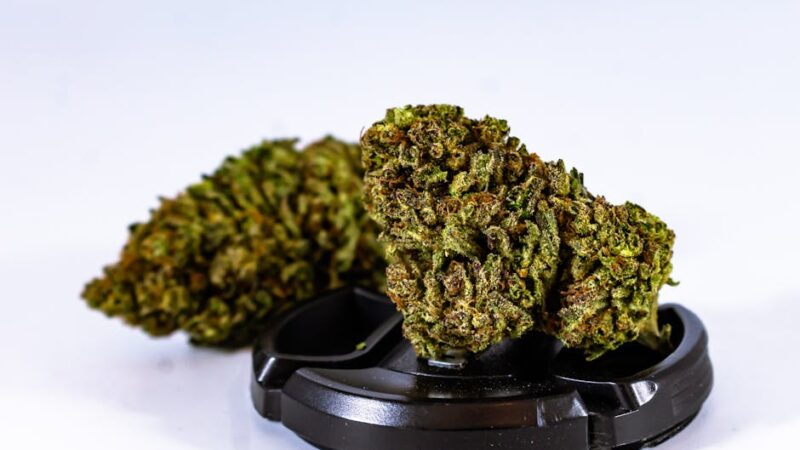 Girl Scout Cookies феминизированные семена конопли характеристики и преимущества сорта