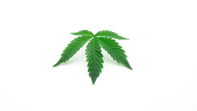 Конопля кормовая как ценный ресурс для животноводства